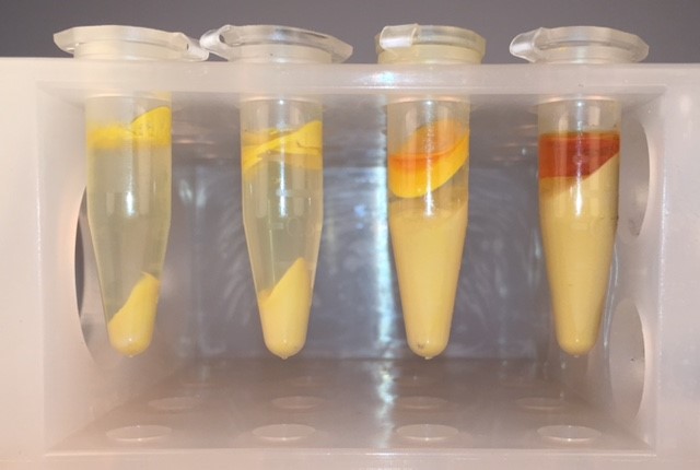 Centrifuged samples during concentraiton